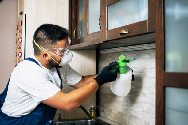 Best Flea Control Services  in Pine Island, TX