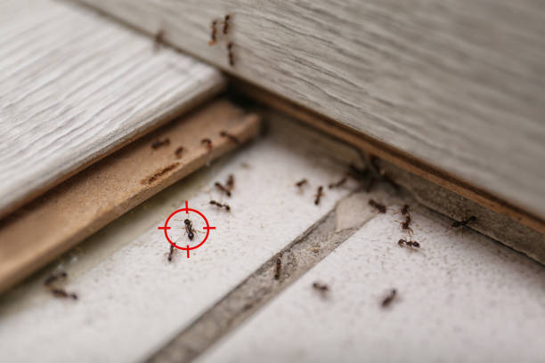 Best Spider Control Near Me  in Pine Island, TX