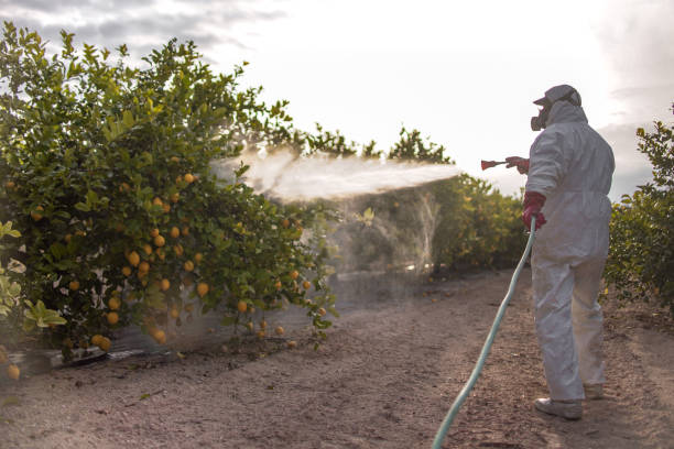 Best Best Pest Control Companies  in Pine Island, TX