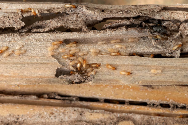 Insect Control in Pine Island, TX